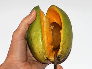 Mango Schneiden Kaufen Und Lagern Tipps Fur Mango Fans Rohkost24 Net