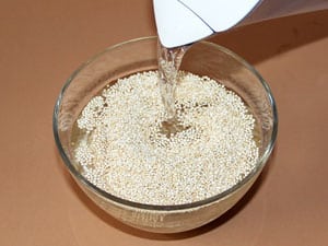 Quinoa-Sprossen