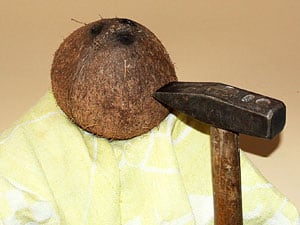 reife Kokosnuss öffnen